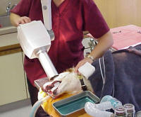 veterinary dental radiology